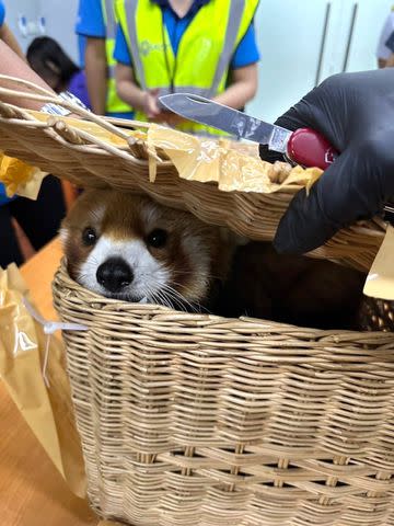 <p>Thailand Customs Deptartment/Facebook</p> A red panda found in checked luggage at the Suvarnabhumi Airport in Thailand