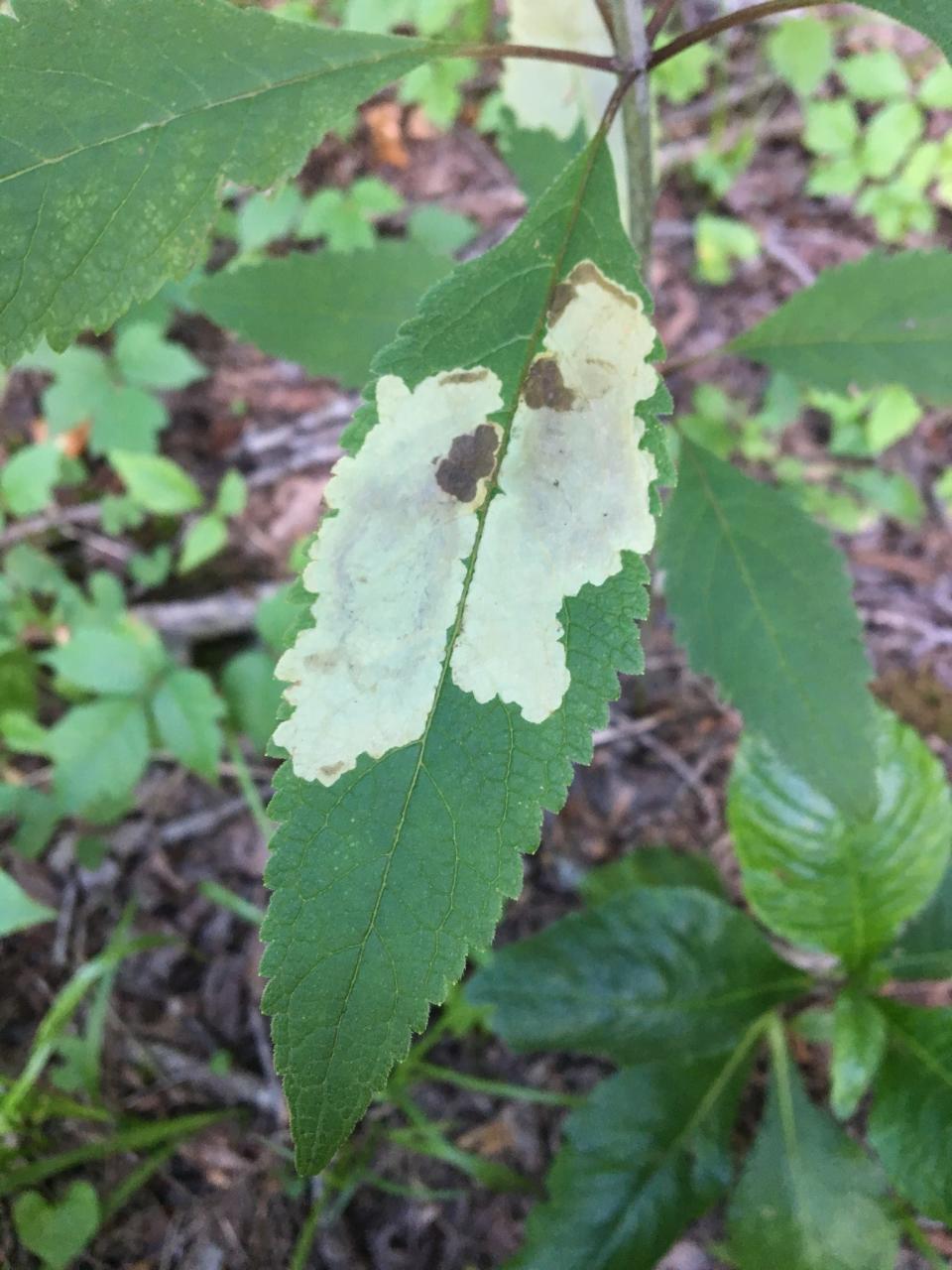 Minute larvae of the leaf-miner fly “mine” between the upper and lower surfaces of a leaf of Joe-Pye-weed, feeding on plant tissue and leaving behind a trail of dark frass (poop).