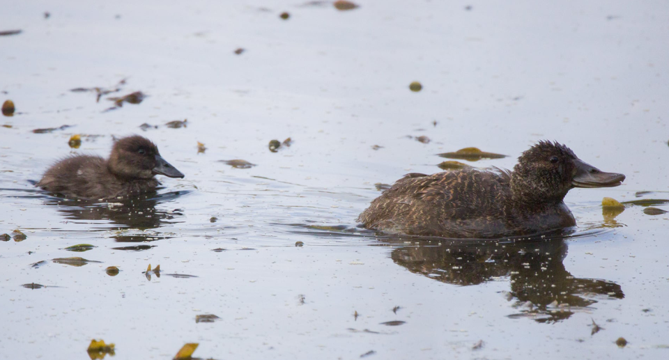 A mother and her duckling photographed on the lake in March. Source: Joshua Tomlinson