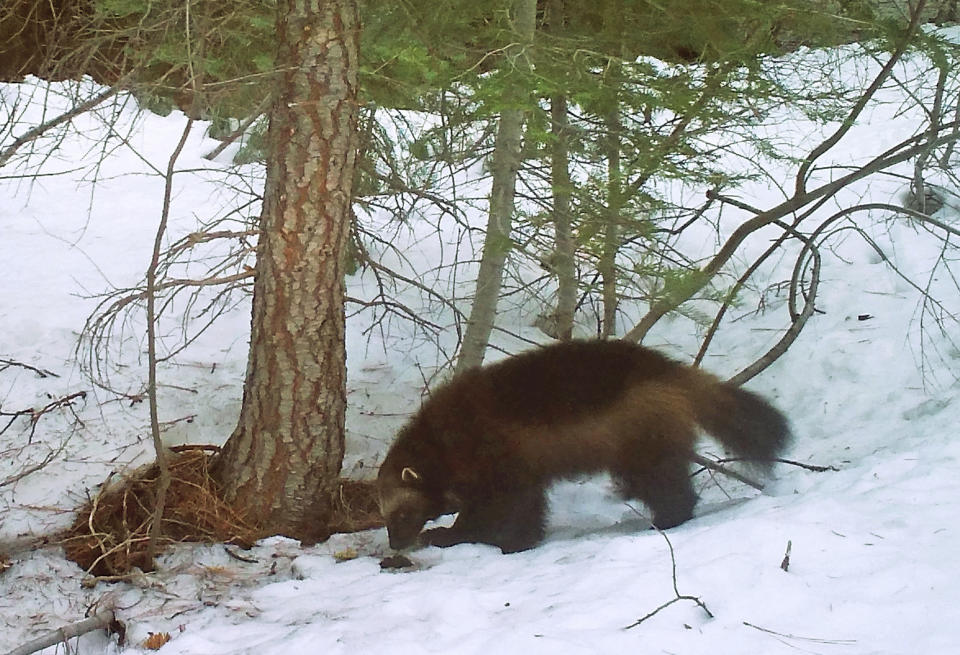 FILE - This photo provided by the California Department of Fish and Wildlife, from a remote camera set by biologist Chris Stermer, shows a wolverine on Feb. 27, 2016, in the Tahoe National Forest near Truckee, Calif., a rare sighting of the predator in the state. Wolverines recently received federal protection as a threatened species. The Biden administration on Thursday, March 28, 2024, restored a rule that gives blanket protections to threatened species. (Chris Stermer/California Department of Fish and Wildlife via AP, File)