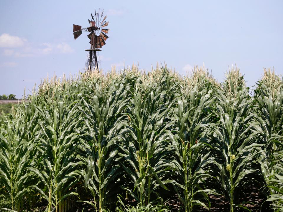 iowa cornfields with windmill in background