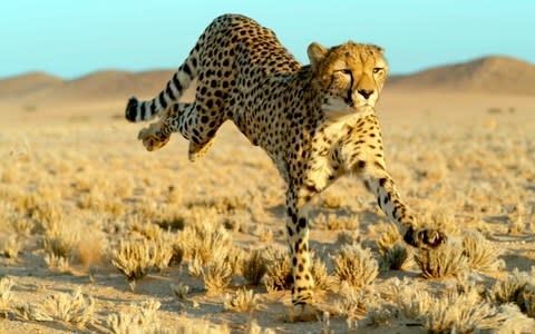 Cheetahs (Acinonyx jubatus), Namibia - Credit: BBC