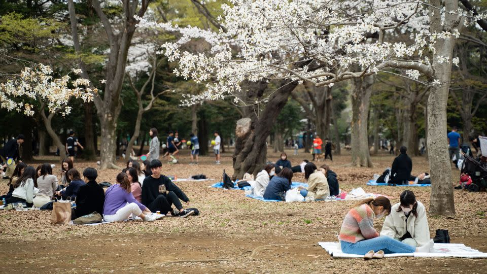Visitors enjoy picnic spreads on spring equinox 2023 at Yoyogi Park in Tokyo. - Zhang Xiaoyu/Xinhua News Agency/Getty Images