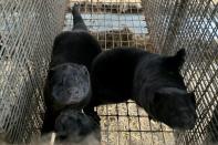 Minks are seen at Hans Henrik Jeppesen's farm near Soroe