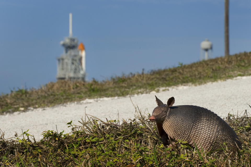 An armadillo prepares to cross a gravel road as the space shuttle Endeavour rests on the launch pad at Kennedy Space Center before the scheduled launch of STS-130 in Cape Canaveral, Florida, February 4, 2010. The STS-130 will launch on February 7, 2010, at 4:39 am EST.                AFP  PHOTO/Jim WATSON                AFP  PHOTO/Jim WATSON (Photo credit should read JIM WATSON/AFP via Getty Images)