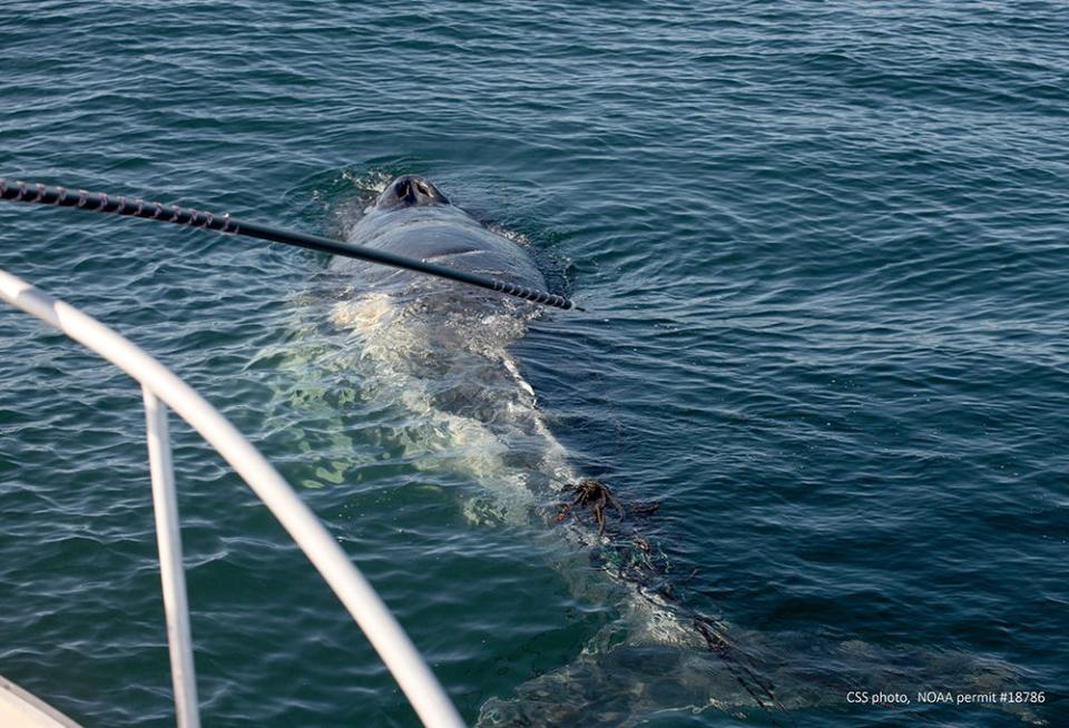 A team member deploys a long pole and hook-shaped knife used to remove the rope around a humpback whale calf. The Center For Coastal Studies’ Marine Animal Entanglement Response team (MAER) disentangled the calf. [Center for Coastal Studies]