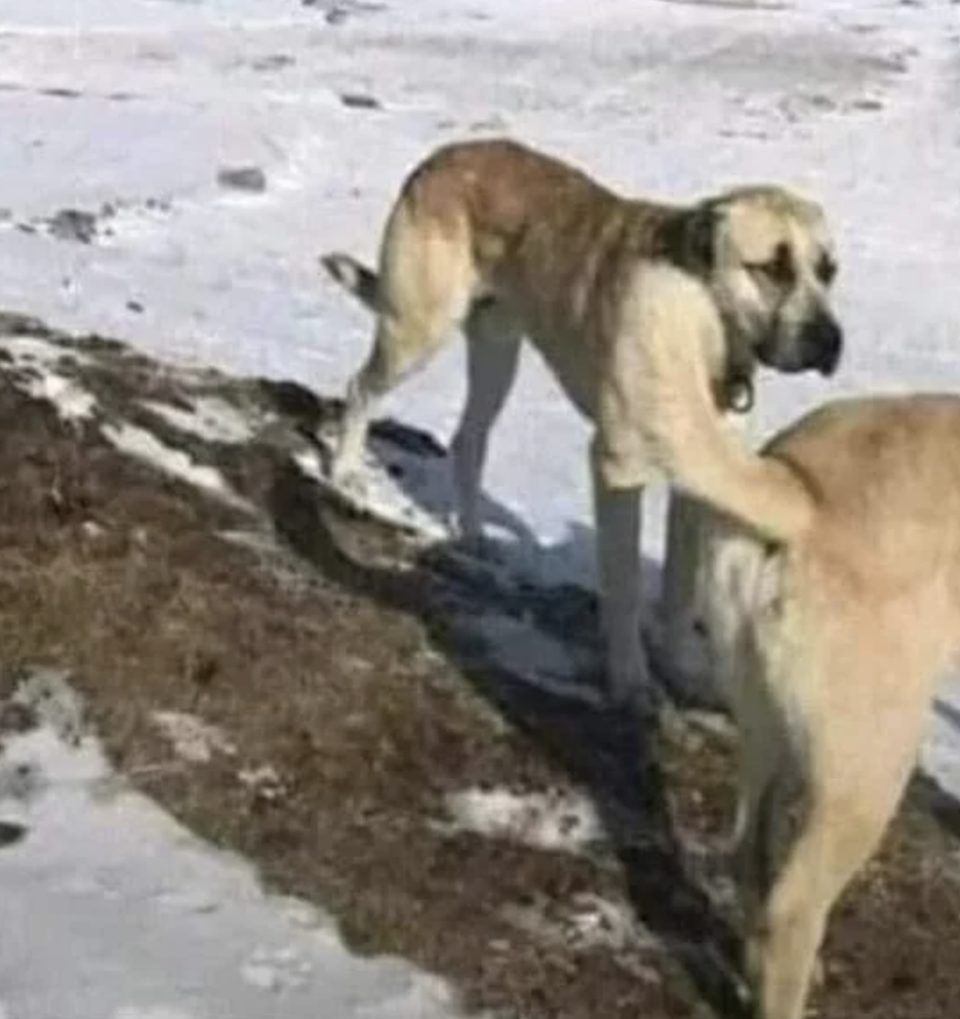 Two large dogs stand on snow and dirt, one resting its front paw on the other's back. No humans or text are visible in the image