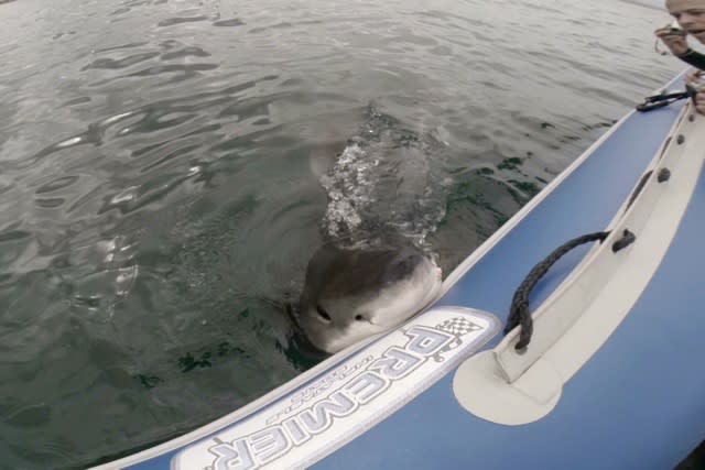 Great white shark attacks inflatable boat terrifying tourists