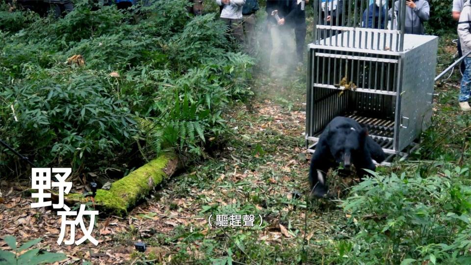 《一隻臺灣黑熊之死》畫面之一。     參山處/提供