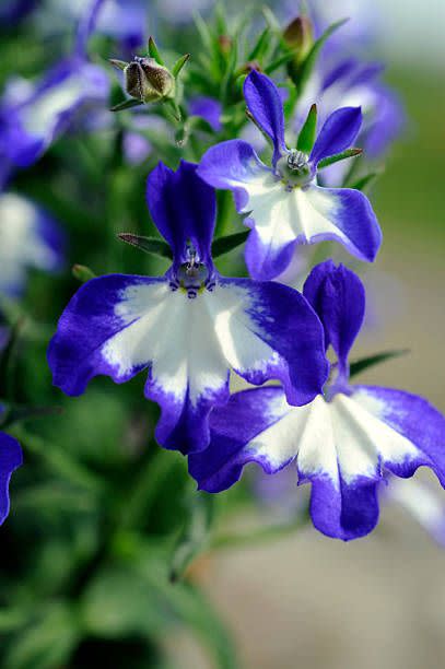 germany out garden lobelia lobelia erinus photo by harald langeullstein bild via getty images