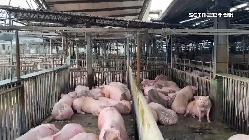 雲林縣政府目前已配合中央完成虎尾台糖肉豬場的採樣稽查。
