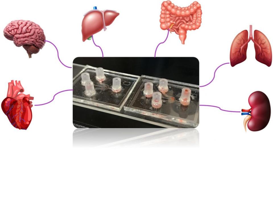 仿生肺組織晶片未來的運作和研發拓展的範圍可擴及心腦腎等器官。 （北醫大提供）