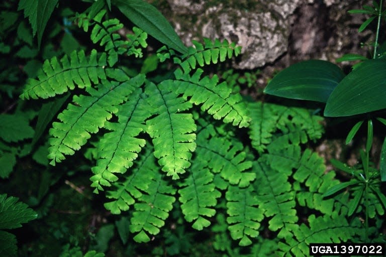 Northern maidenhair fern, commonly found in Pennsylvania woodlands.