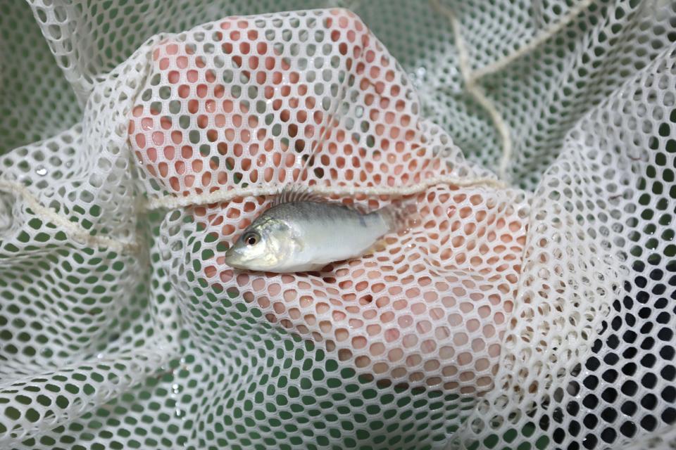 Teacher Garrett Young holds one of the tilapia being raised by students in Zanesville High School's sustainable agriculture program.