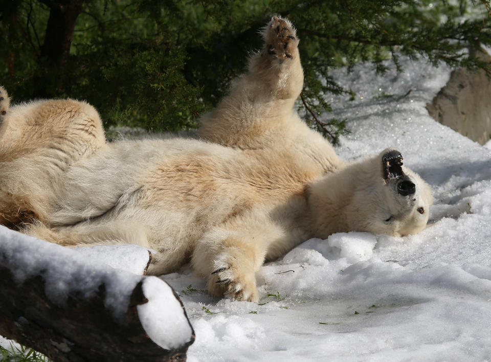 SAN FRANCISCO, CA - NOVEMBER 15: Pike, a 30 year old Polar Bear plays in man made snow at the San Francisco Zoo on November 15, 2012 in San Francisco, California. Two San Francisco Zoo Polar Bears, Pike (30) and Ulu (32)celebrated their birthdays with 10 tons of man made snow and special treats. (Photo by Justin Sullivan/Getty Images)