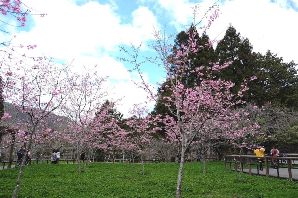 ▲三月花季未登場，山櫻花、唐實櫻及河津櫻已接連花開迎賓，圖為河津櫻。（圖／嘉義林管處提供）