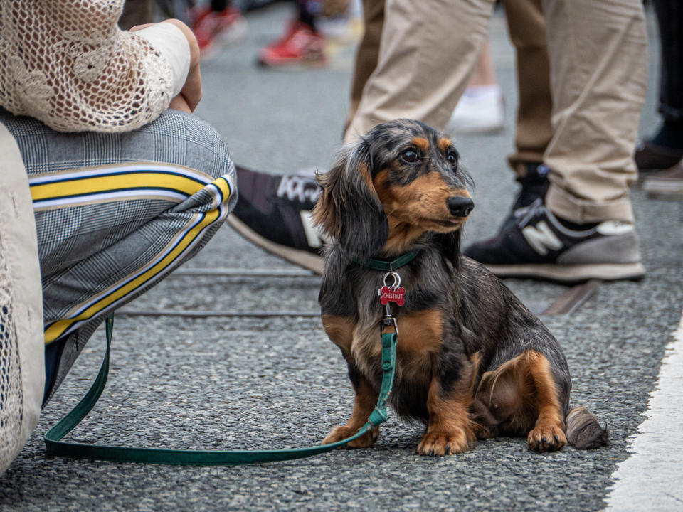 Dogs of the Tour de France