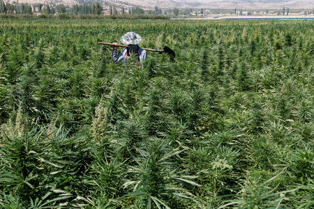 FILE PHOTO: A farmer is seen in a green of cannabis plants in a field overlooking a lake in Yammouneh in West of Baalbek, Lebanon August 13, 2018. Picture taken August 13, 2018. REUTERS/Mohamed Azakir/File Photo