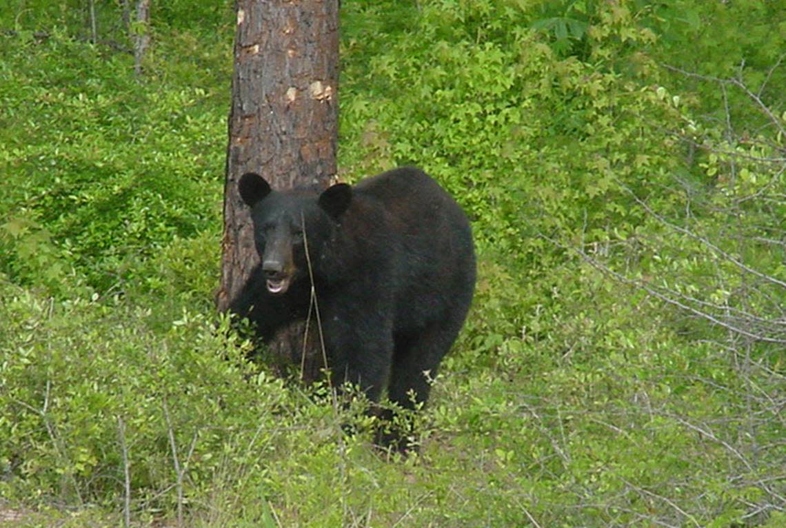 Black Bear sightings will ramp up in spring. Be prepared!