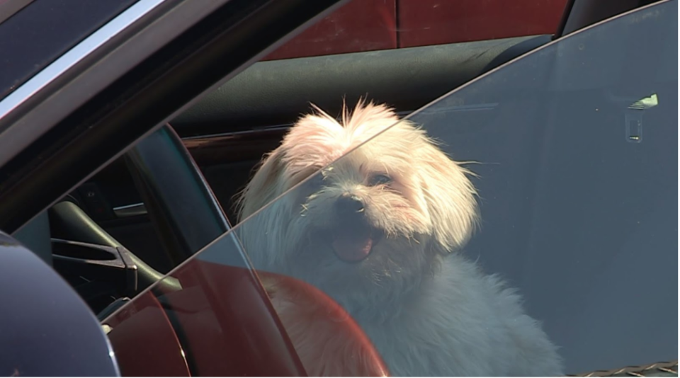 UGC: Dog in hot car: Sunny - rachel's pup, UGC