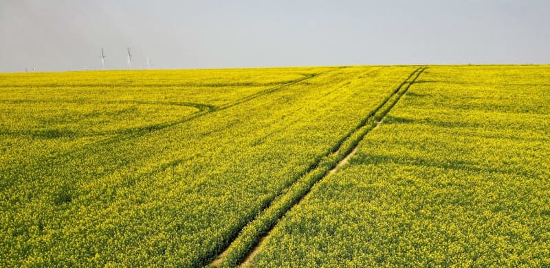 A rapeseed field begins to bloom. Jan Woitas/dpa