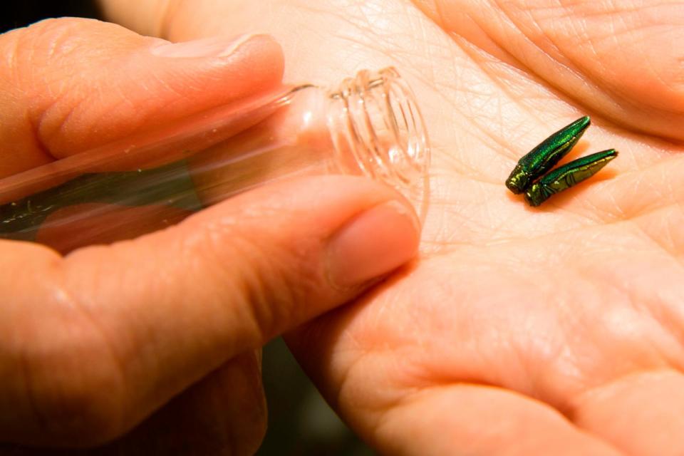 PHOTO: Colleen Teerling, Entomologist, Maine Forest Service Insect and Disease Lab, shows evil emerald ash borer specimens. (Carl D. Walsh/Portland Press Herald via Getty Images)
