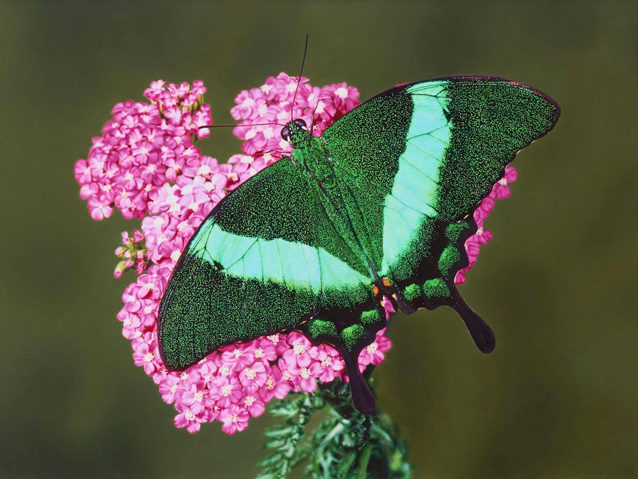 Damien Hirst’s Papillio palinurus in Achillea millefolium (© Damien Hirst and Science Ltd. All rights reserved, DACS 2021. Photo: Prudence Cuming Associates; Courtesy Gagosian)