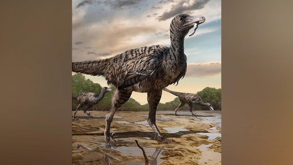 PHOTO: Life reconstruction of the giant troodontid Fujianipus yingliangi, estimated hip height: 1.8 m. (iScience published by Elsevier)