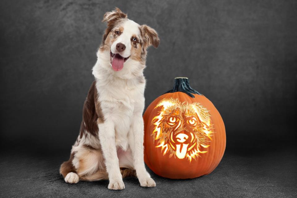 australian shepherd sitting next to dog carved pumpkin