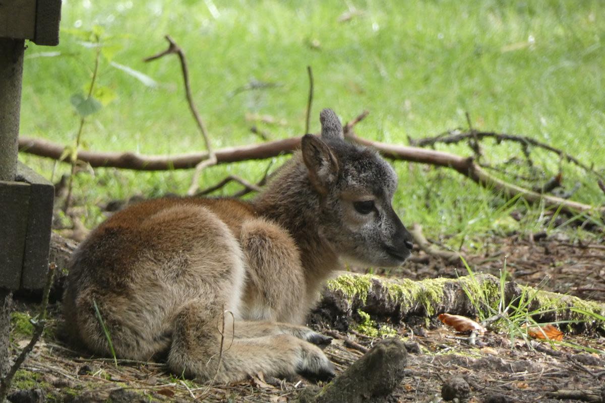 Mouflon lambs and their parents <i>(Image: New Forest Wildlife Park)</i>