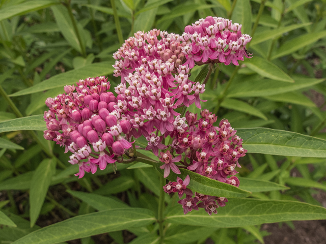 Pink swamp milkweed, Asclepius incarnata, is one of the best milkweeds for our area and works well in the home garden.