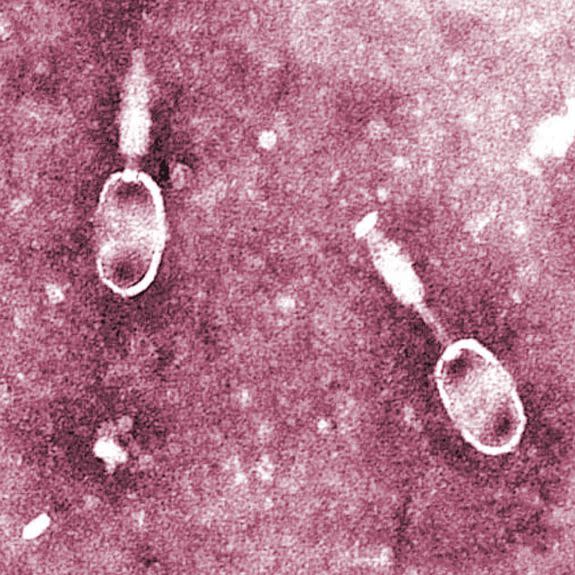 Bacteriophages meant to bind to and destory Salmonella bacteria.