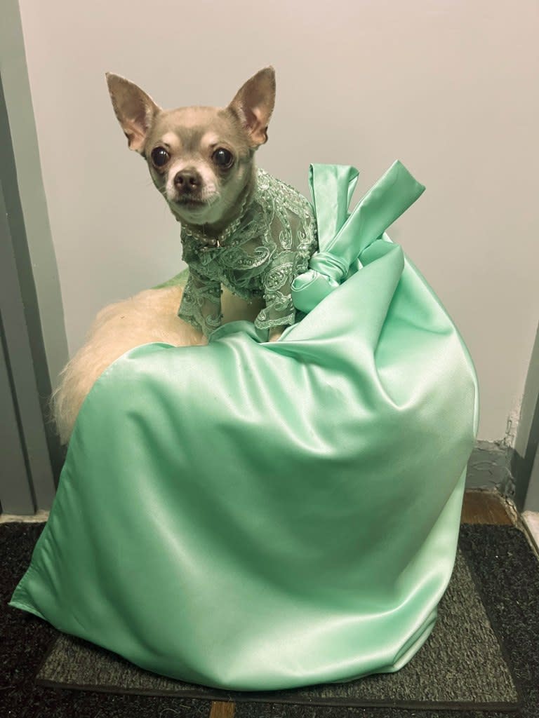 Blue Chihuahua Gia Diamond Soto will dress as Kate Beckinsale from the Cannes Film Festival last year. Courtesy of Gladys Rivera