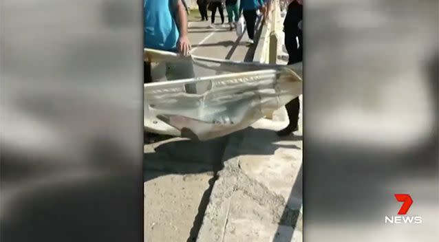 The shark was carried in a sling to get to the pool. Source: 7 News