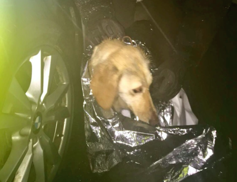 The dog was found at the side of the road by officers (Picture: SWNS)