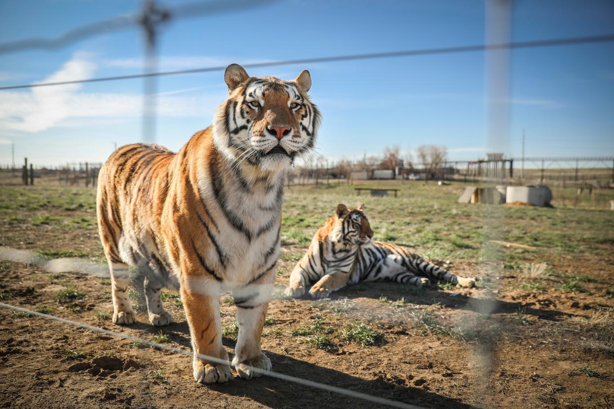 <p>A pair of the 39 tigers rescued in 2017 from Joe Exotic’s GW Exotic Animal Park relax at the Wild Animal Sanctuary on 5 April 2020 in Keenesburg, Colorado</p> ((Getty Images))