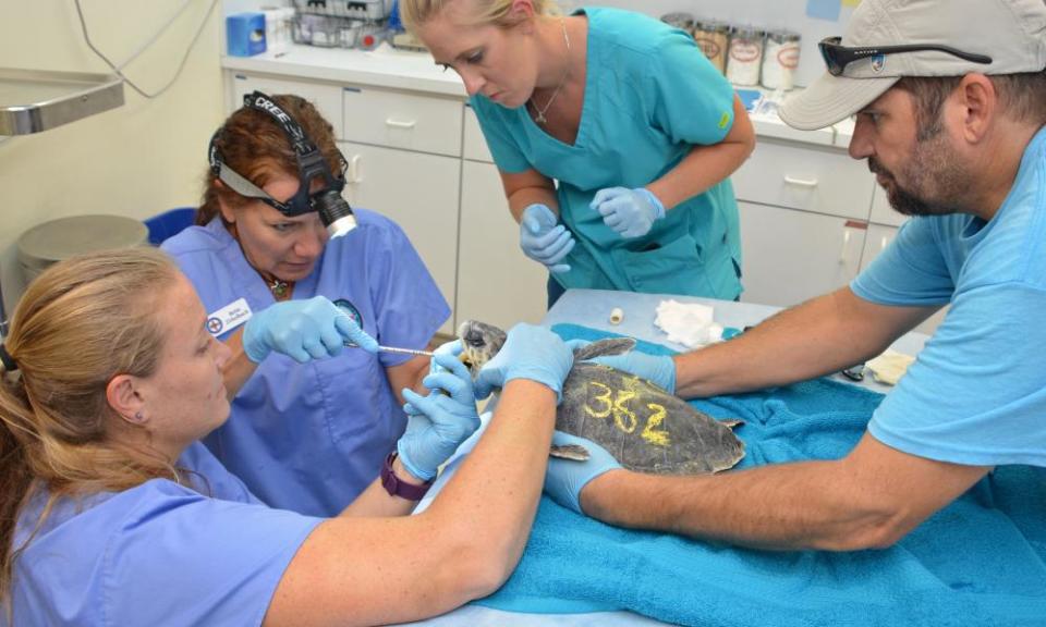 Staff at the Turtle Hospital in the Florida Keys work to intubate a cold-stunned Kemp’s ridley turtle flown in from Cape Cod, Massachusetts. 