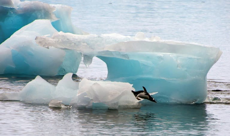 Climate change is a particular threat to penguins, with melting and shifting sea ice reducing habitats and warming seas affecting their prey