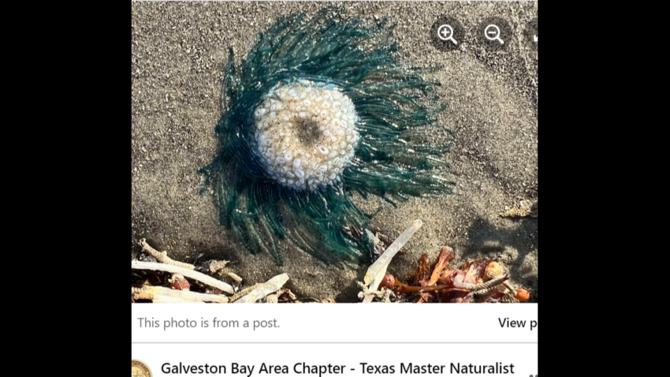 The blue buttons actually come in a variety of colors including blue, turquoise or yellow. Screengrab from Facebook post by Galveston Bay Area Chapter - Texas Master Naturalist.