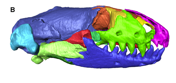 A profile view of the skull of an 11.6 million-year-old worm lizard, reconstructed with a CT scan.