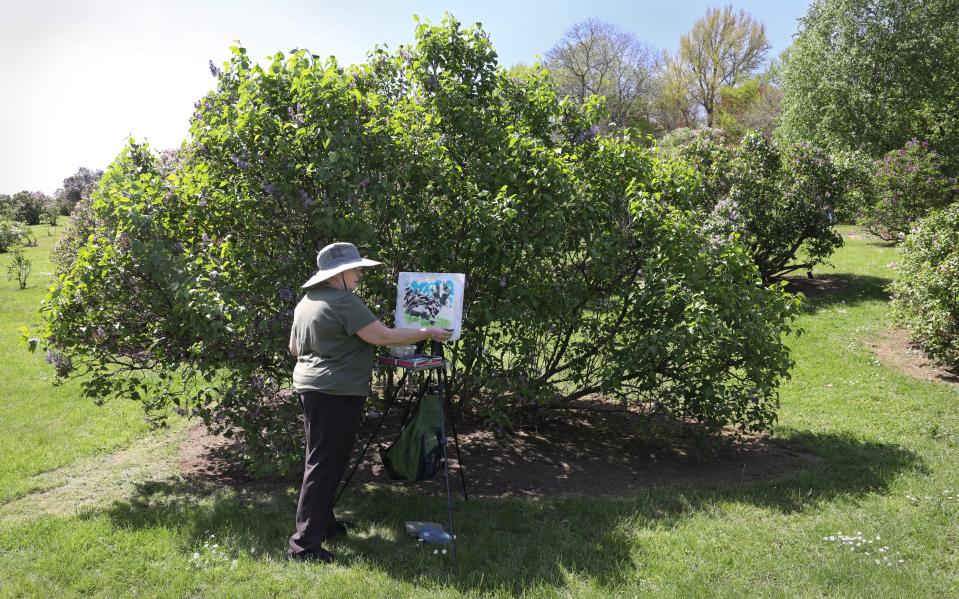 Colette Savage sets up her easel in the shadows cast by a large lilac bush as members of the Greater Rochester Plein Art Painters artistically capture the scene of blooming lilacs around Highland Park in Rochester Tuesday, May 7, 2024.