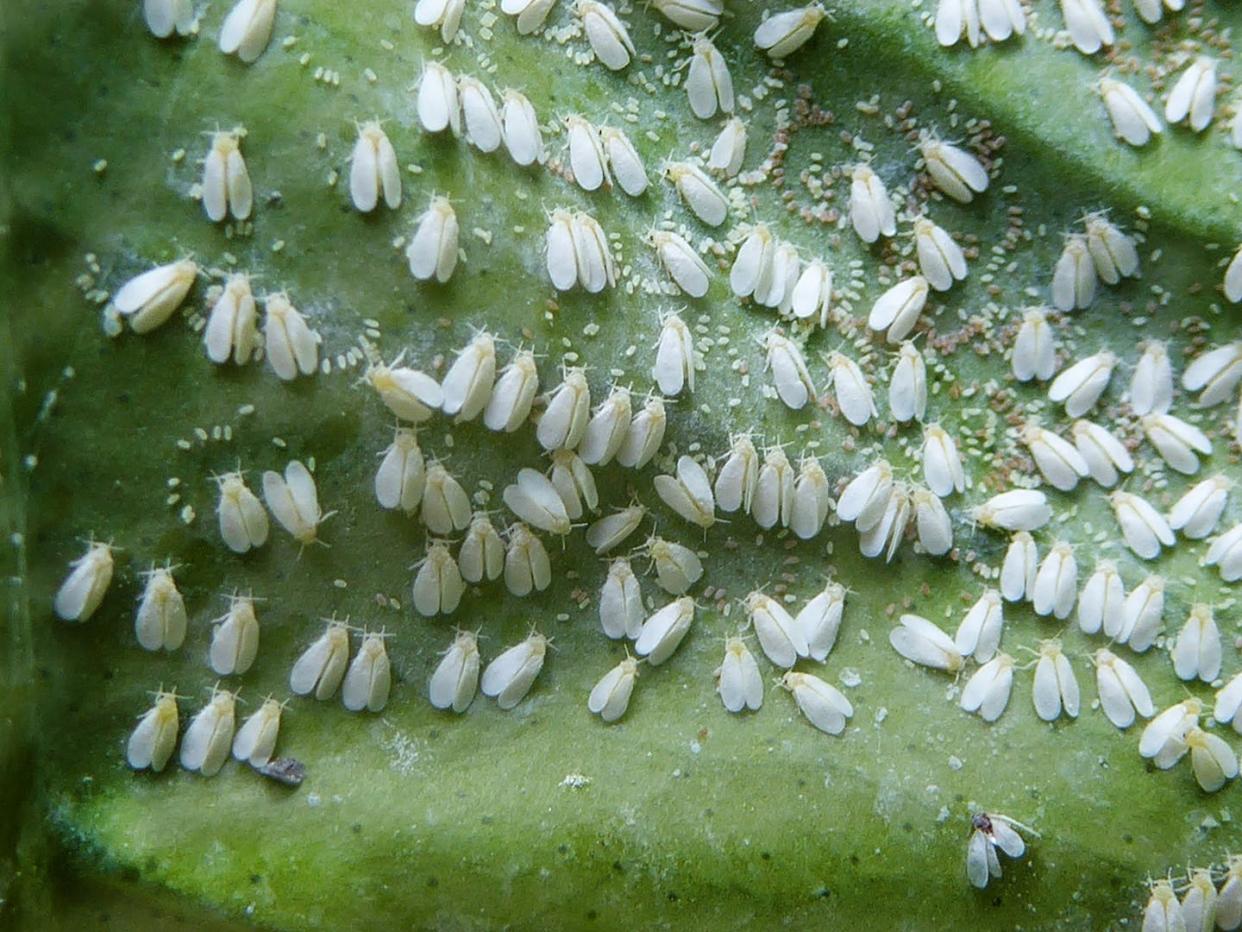 Whiteflies - Africa's main cassava pest causes damage to crops. Maurice/Flickr
