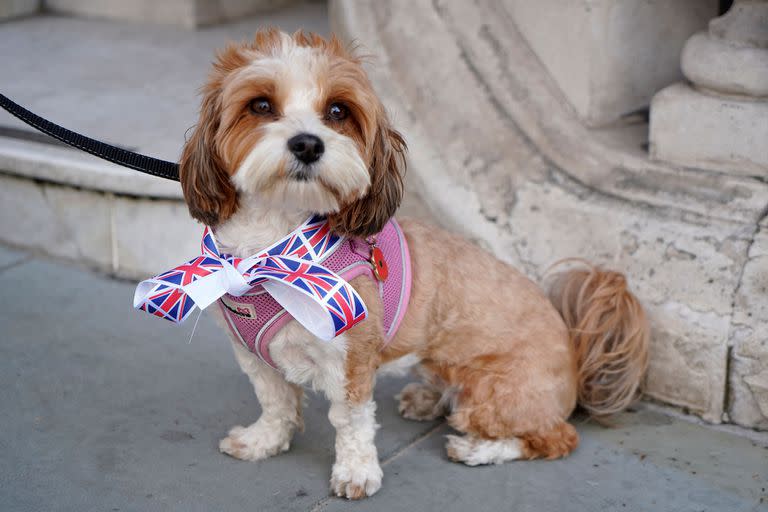 Un perro, con una cinta con el tema de la bandera de la Unión, se muestra antes de las celebraciones del Jubileo de Platino de la Reina Isabel II, en Londres el 2 de junio de 2022