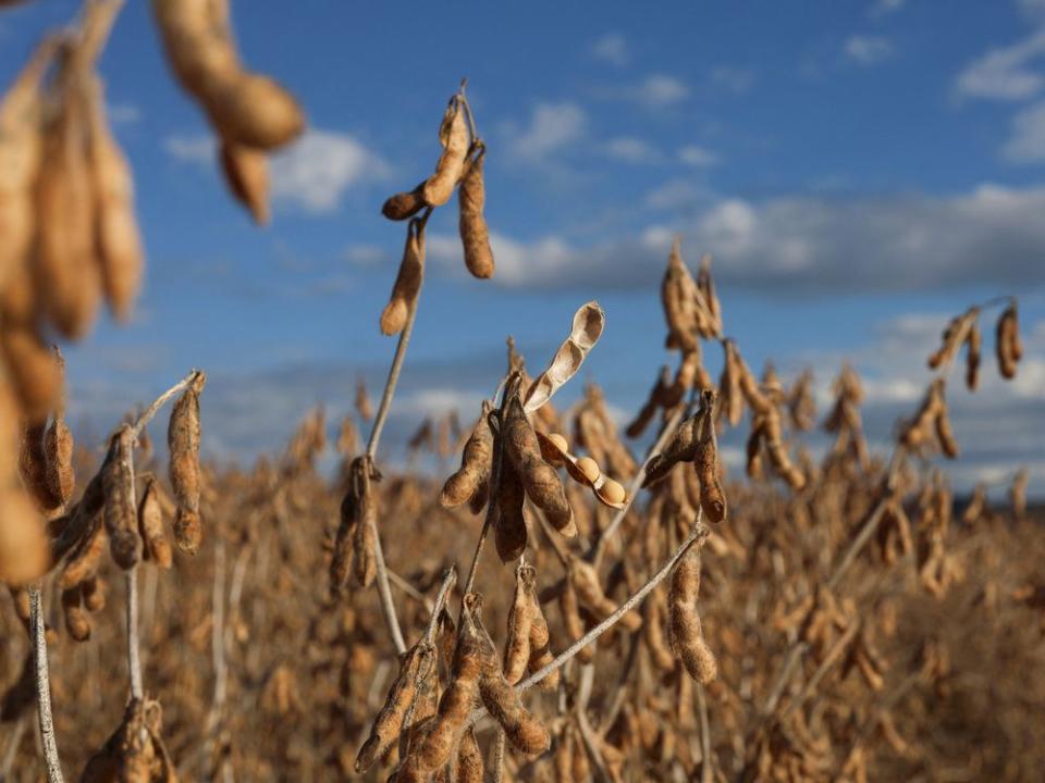  Soybean plants in Brazil.