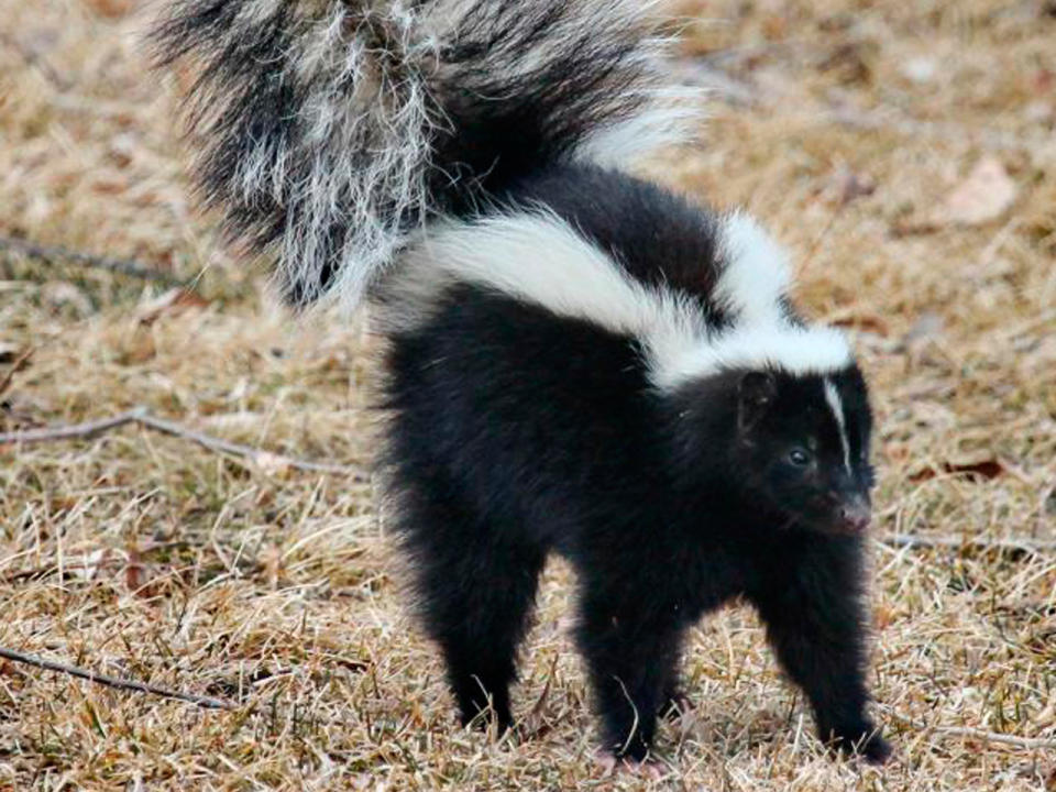 Eigentlich wollte der Eigenheimbesitzer nur Stinktiere aus seinem Keller verscheuchen. (Bild-Copyright: Wallace Keck/National Park Service via AP)