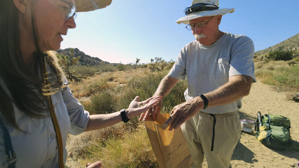 Madena Asbell, director of plant conservation programs at the Mojave Desert Land Trust, collects Parish's Goldeneye (Bahiopsis parishii) seeds to preserve the desert plants after the winter's historic rains, Wednesday, June 12, 2023, in the Mojave Desert near Joshua Tree, Calif. At right, is volunteer and resident Thomas Rottman. (AP Photo/Damian Dovarganes)