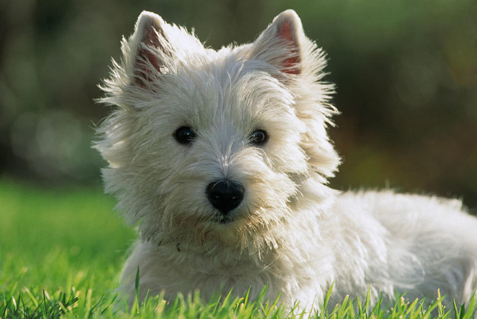 13. West Highland terrier