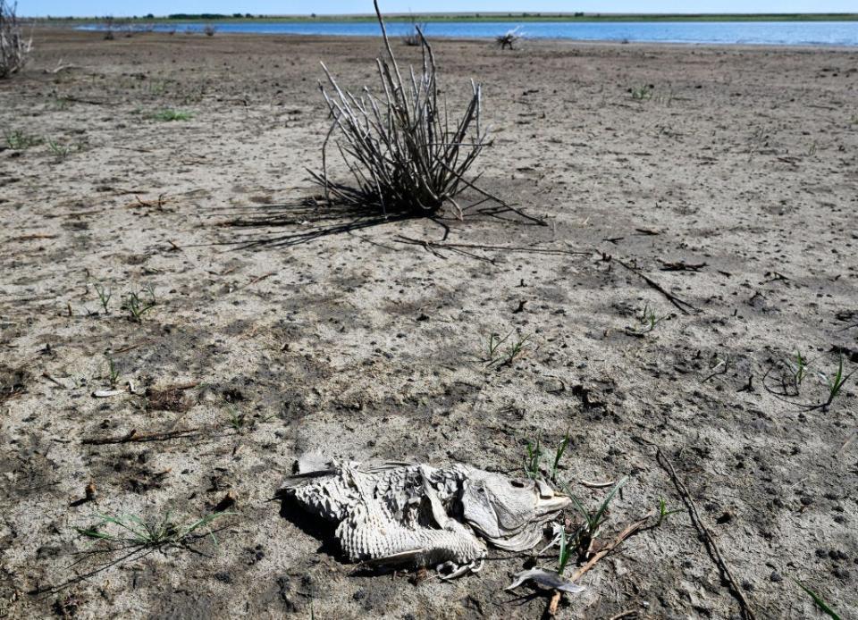 A dead fish in dried up Queens Reservoir.