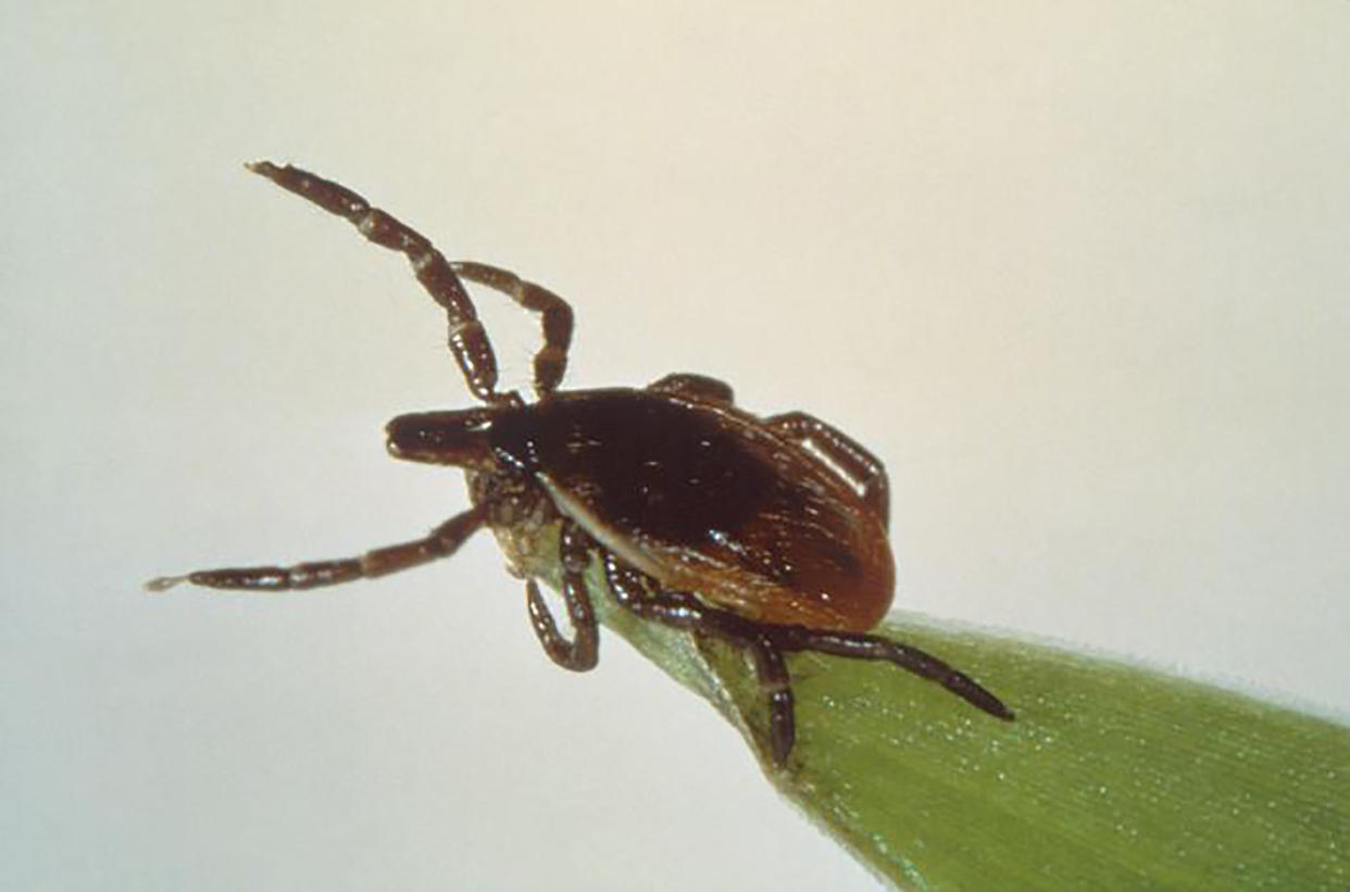 A black-legged tick waving its front legs at the tip of a blade of vegetation. 