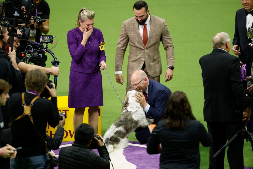 Janice Hayes and Buddy Holly, the Petit Basset Griffon Vendeen, winner of the Hound Group, wins Best in Show at the 147th Annual Westminster Kennel Club Dog Show Presented by Purina Pro Plan at Arthur Ashe Stadium on May 09, 2023 in New York City. (Photo by Sarah Stier/Getty Images for Westminster Kennel Club)